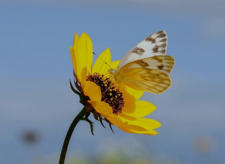 Butterfly on a yellow flower representing quiet power in friendship—symbol of emotional boundaries, gentle resilience, and graceful strength